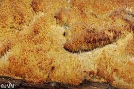 Attēlu rezultāti vaicājumam “Sarcodontia crocea”