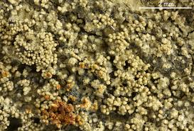 Attēlu rezultāti vaicājumam “Pertusaria coccodes”