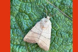 Attēlu rezultāti vaicājumam “Charanyca trigrammica”