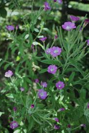 Attēlu rezultāti vaicājumam “Epilobium parviflorum”