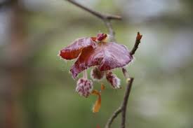 Attēlu rezultāti vaicājumam “Fagus sylvatica fo. purpurea flower”