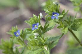Attēlu rezultāti vaicājumam “Veronica arvensis flower”