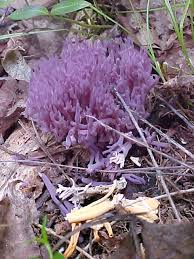 Attēlu rezultāti vaicājumam “Clavulina amethystina”