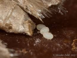 Attēlu rezultāti vaicājumam “Plodia interpunctella”