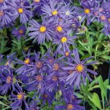 Image result for Aster amellus