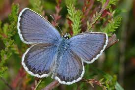 Attēlu rezultāti vaicājumam “Plebejus idas male”