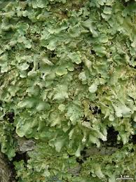 Attēlu rezultāti vaicājumam “Flavoparmelia caperata”