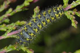 Attēlu rezultāti vaicājumam “Saturnia pavonia eggs”