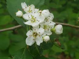 Attēlu rezultāti vaicājumam “Crataegus laevigata bud”