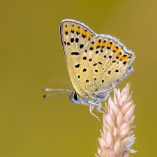 Attēlu rezultāti vaicājumam “Lycaena tityrus underside”