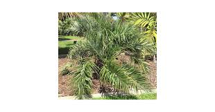 Attēlu rezultāti vaicājumam “Arenaria procera leaf”