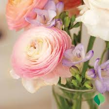 Attēlu rezultāti vaicājumam “Ranunculus mendax flower”