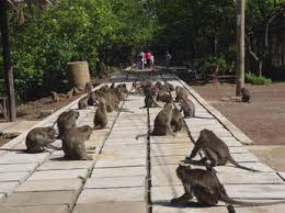 Du Lịch Cần Giờ| Tour Du Lịch Cần Giờ| Tour Cần Giờ