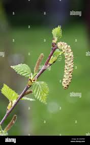 Attēlu rezultāti vaicājumam “Betula humilis female flower”