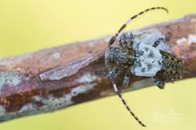 Attēlu rezultāti vaicājumam “Pogonocherus hispidulus”
