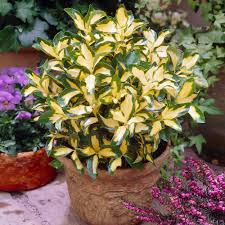 Attēlu rezultāti vaicājumam “Euonymus flower”