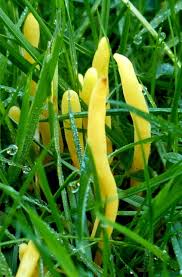 Attēlu rezultāti vaicājumam “Clavulinopsis helvola”