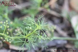 Attēlu rezultāti vaicājumam “Lycogala asperum sessile”