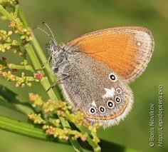 Attēlu rezultāti vaicājumam “Coenonympha glycerion”