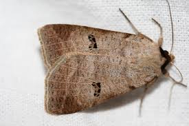 Attēlu rezultāti vaicājumam “Lygephila viciae”