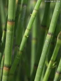 Attēlu rezultāti vaicājumam “Equisetum fluviatile”