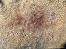 Attēlu rezultāti vaicājumam “Dichomitus campestris”