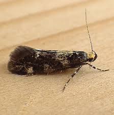 Attēlu rezultāti vaicājumam “Oecophoridae”