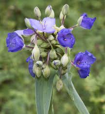 Attēlu rezultāti vaicājumam “Tradescantia virginiana”