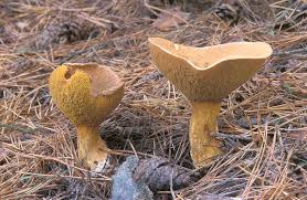 Attēlu rezultāti vaicājumam “Suillus variegatus”