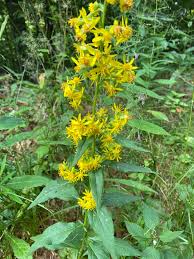 Image result for Solidago virgaurea