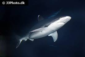 Image result for Carcharhinus albimarginatus