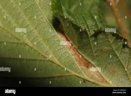 Attēlu rezultāti vaicājumam “Phyllonorycter nicellii”