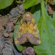 Attēlu rezultāti vaicājumam “Gortyna flavago”