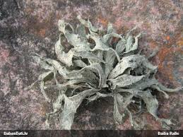 Attēlu rezultāti vaicājumam “Diderma subincarnatum young”