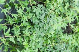 Attēlu rezultāti vaicājumam “Hedera helix”