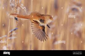 Attēlu rezultāti vaicājumam “Panurus biarmicus female”