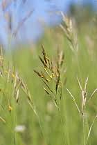 Attēlu rezultāti vaicājumam “Bromopsis benekenii”