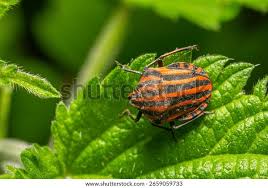 Attēlu rezultāti vaicājumam “Graphosoma lineatum”