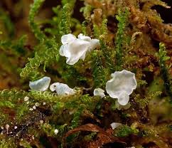 Attēlu rezultāti vaicājumam “Rimbachia neckerae”