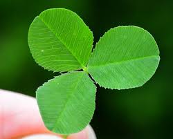 Attēlu rezultāti vaicājumam “Trifolium repens”