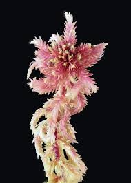 Attēlu rezultāti vaicājumam “Sphagnum rubellum”