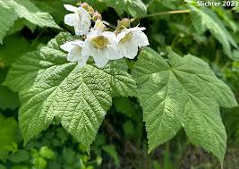 Attēlu rezultāti vaicājumam “Rubus parviflorus”