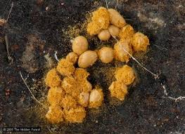 Attēlu rezultāti vaicājumam “Oligonema sp.”