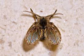 Attēlu rezultāti vaicājumam “Psychodidae”