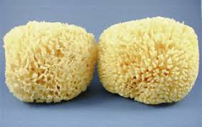 Attēlu rezultāti vaicājumam “Spongia”