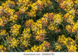 Attēlu rezultāti vaicājumam “Anthyllis maritima leaf”