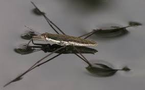 Attēlu rezultāti vaicājumam “Gerridae”