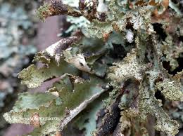 Attēlu rezultāti vaicājumam “Platismatia glauca”