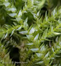 Attēlu rezultāti vaicājumam “Breidleria pratensis”