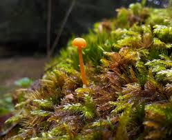 Attēlu rezultāti vaicājumam “Campyliadelphus elodes”